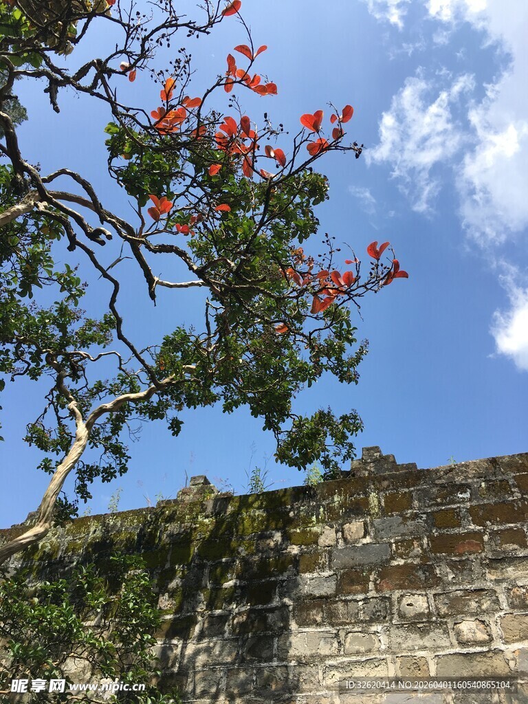 蓝天古墙边的艳丽红花