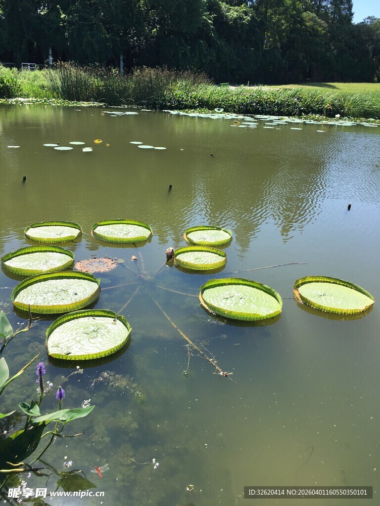 池塘中的绿色睡莲叶片