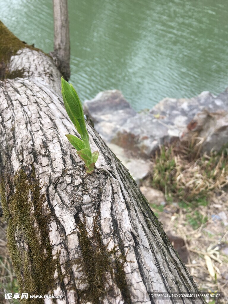 树干缝隙中长出的嫩绿新芽