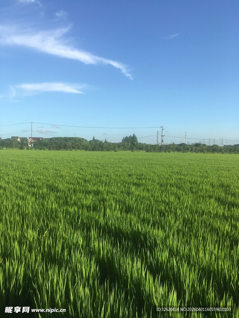 广袤绿野麦田风光