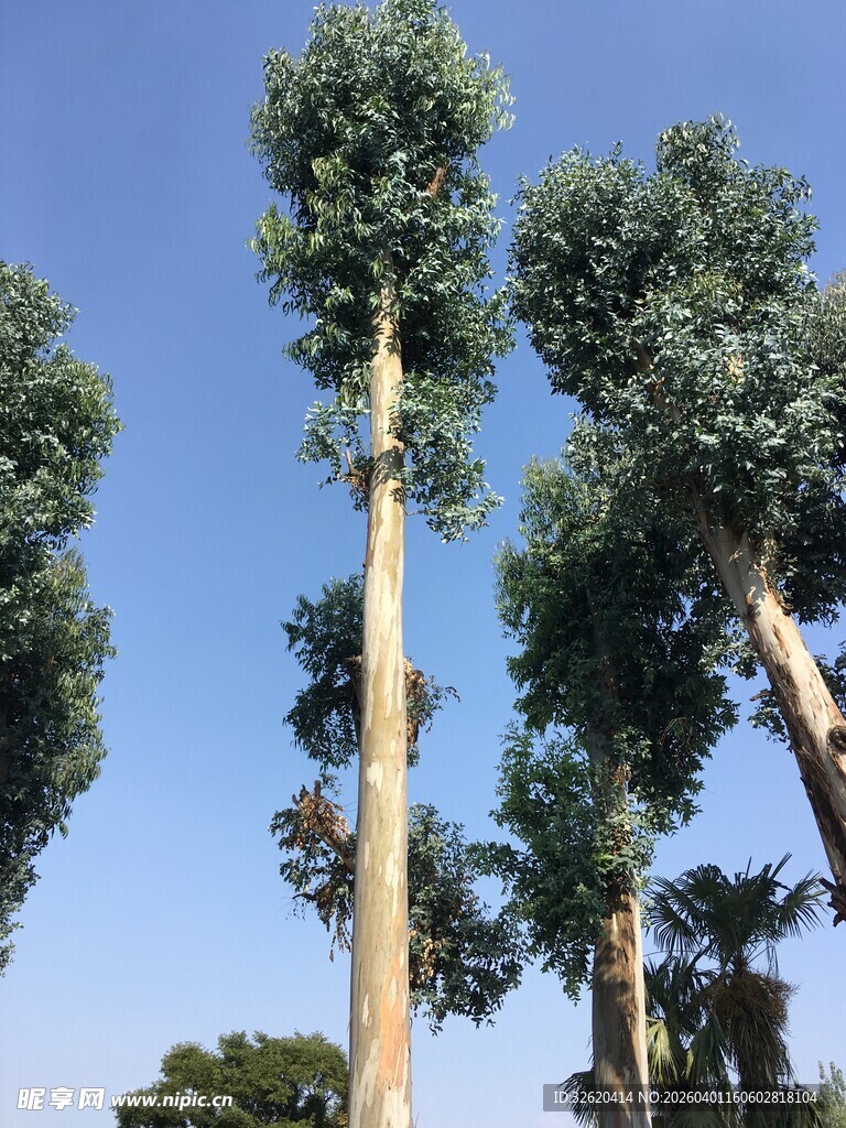 高耸入云的挺拔桉树