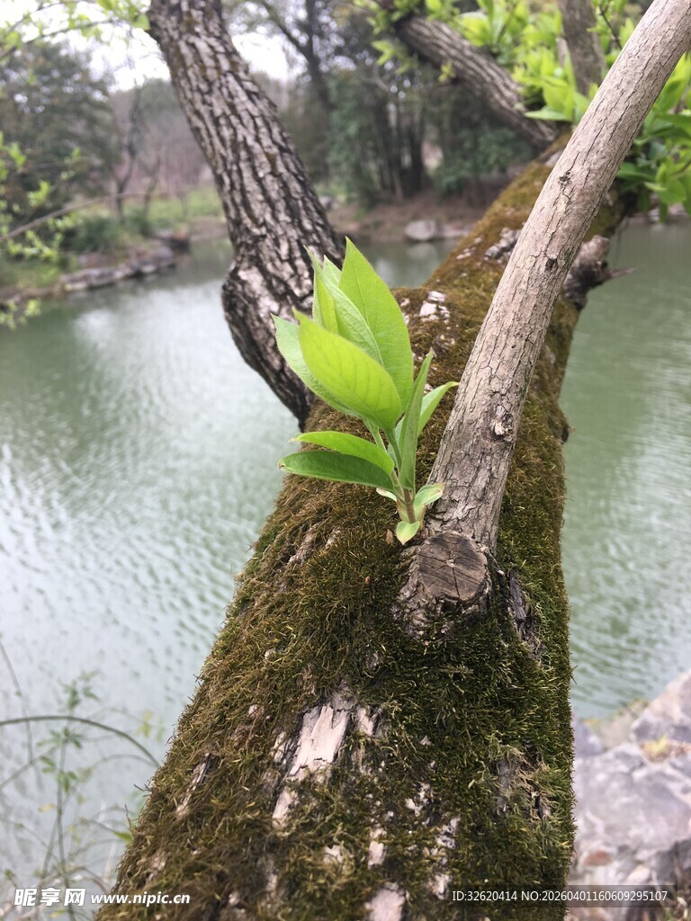 溪边树干上的嫩绿新叶