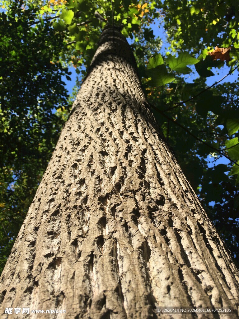 仰视粗壮斑驳的大树树干
