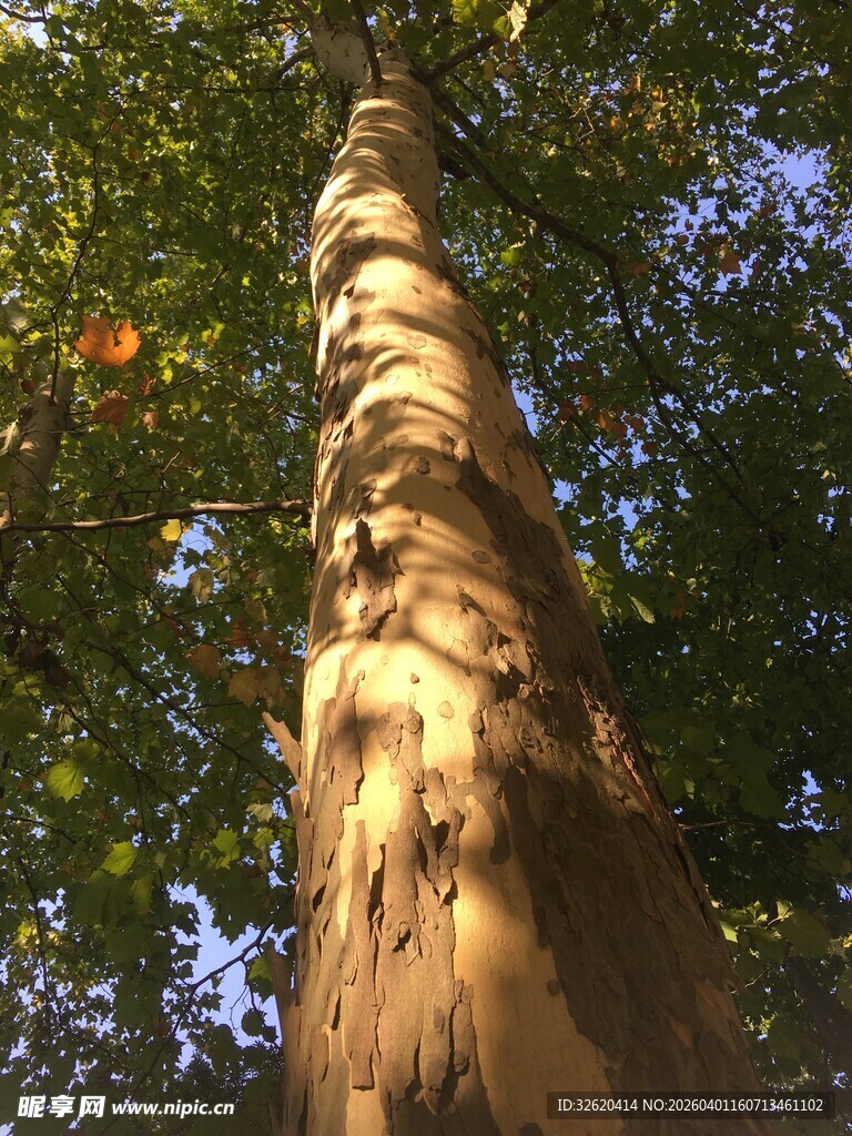 仰视下的斑驳树干