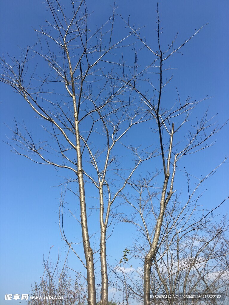 蓝天映衬下的光秃树木