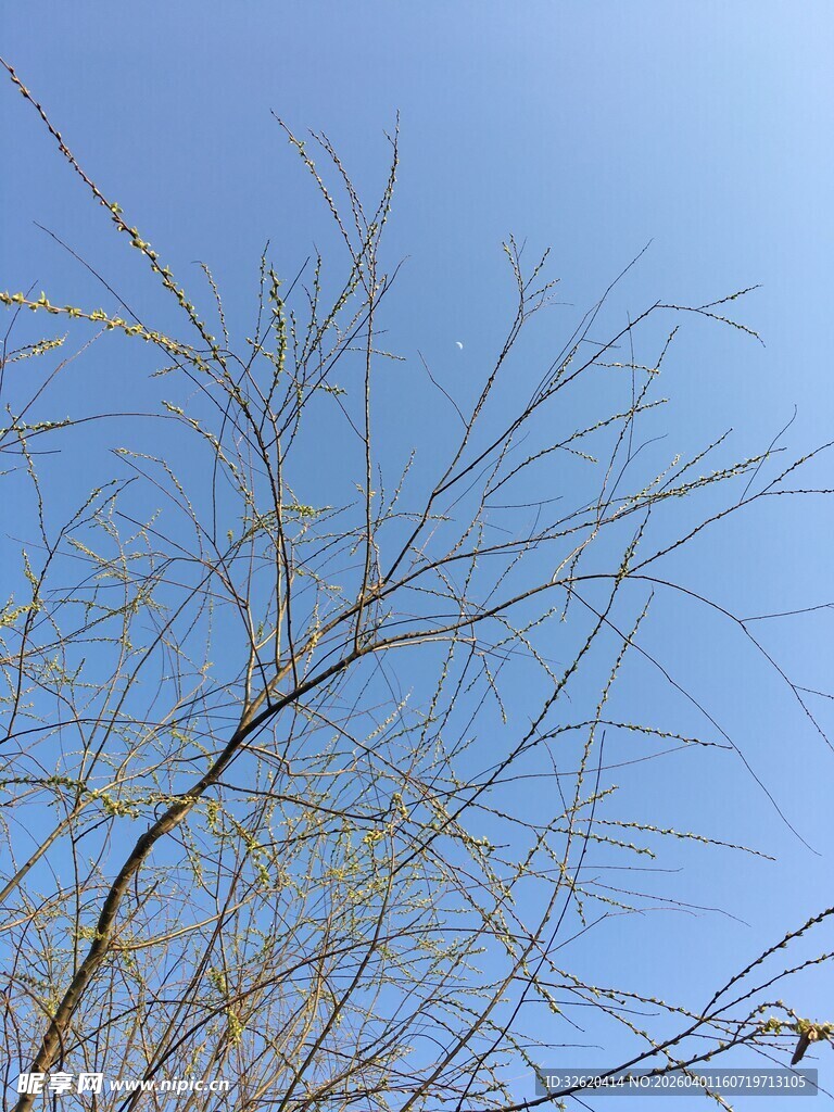 蓝天映衬下的光秃树枝