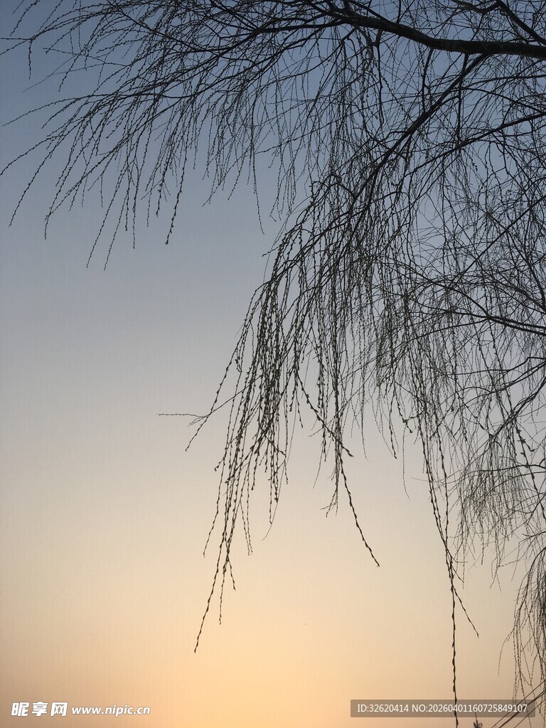 夕阳下低垂的柳枝