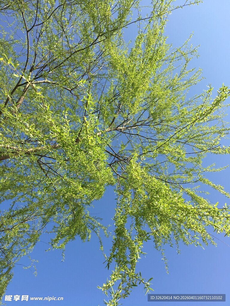 蓝天映衬下的嫩绿树枝