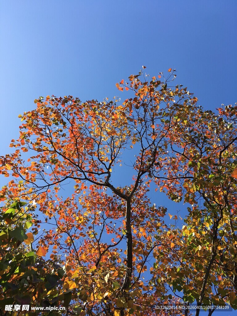 秋日蓝天映衬斑斓树木