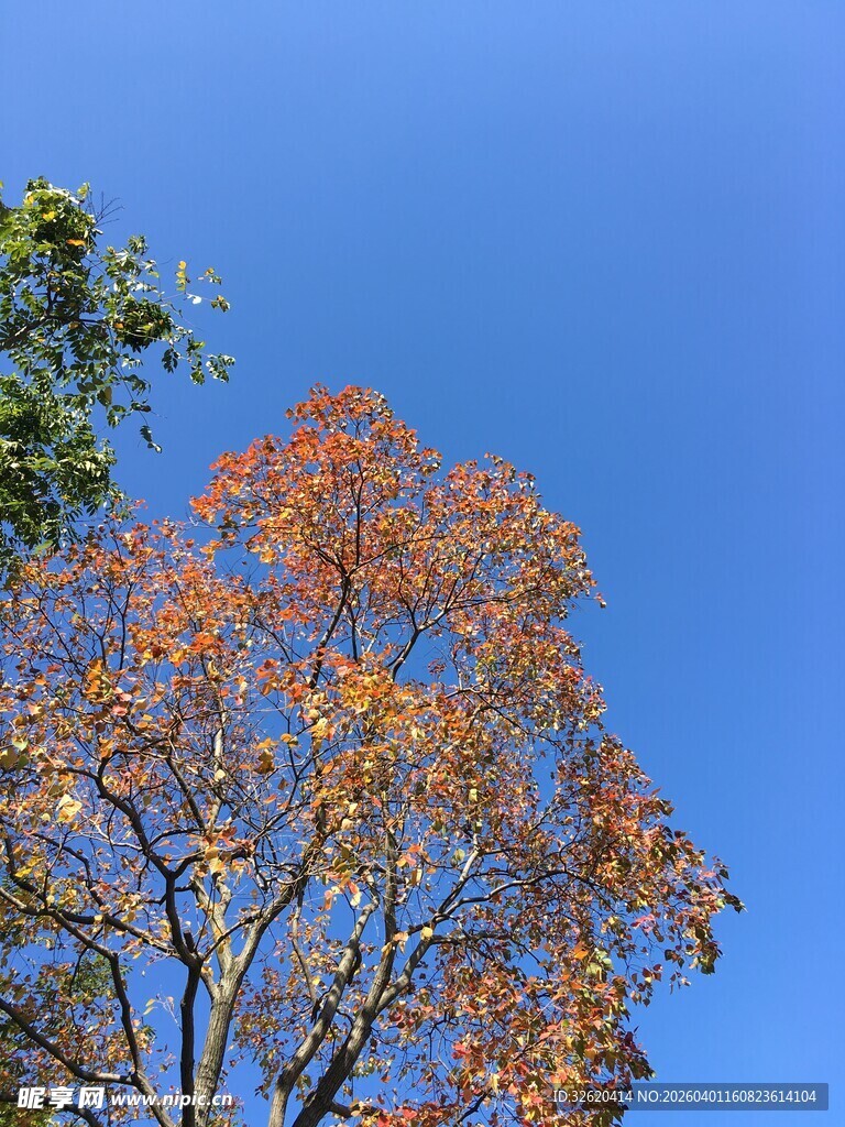 秋日蓝天中的斑斓树木