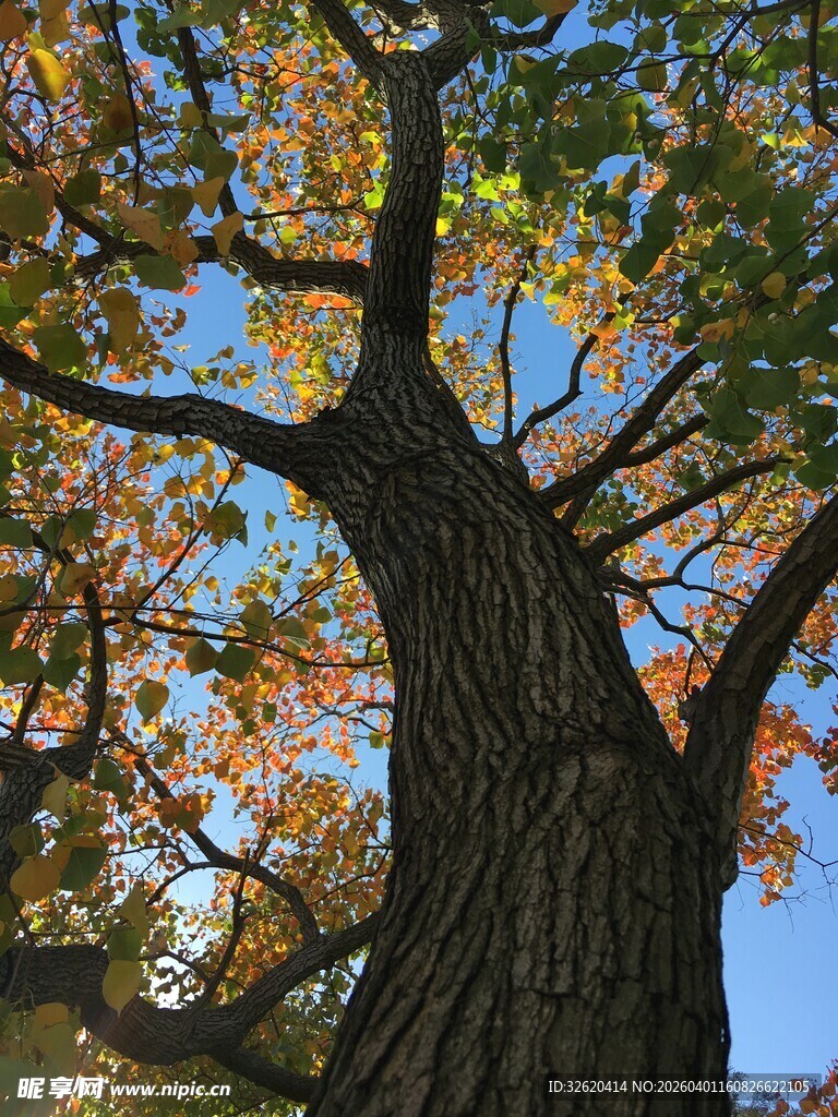 秋日大树的斑斓树冠