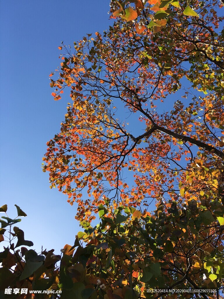 秋日斑斓树梢映蓝天