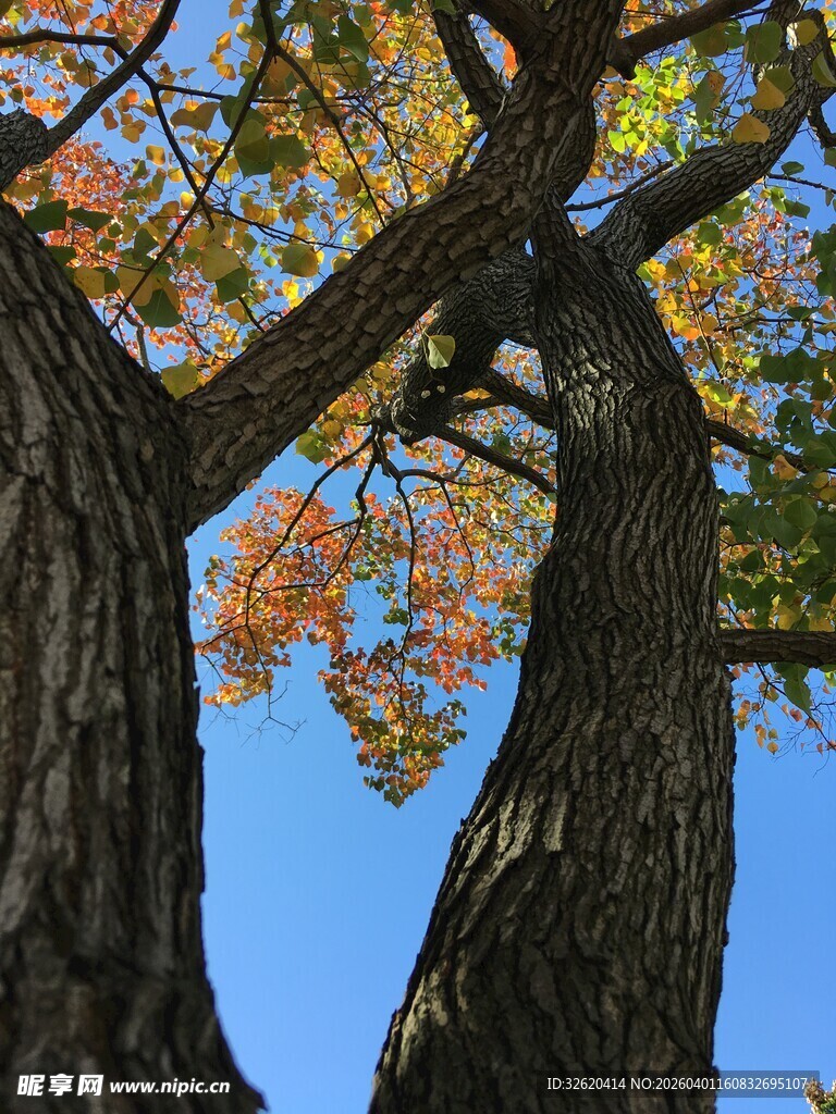秋日仰拍粗壮树木与蓝天