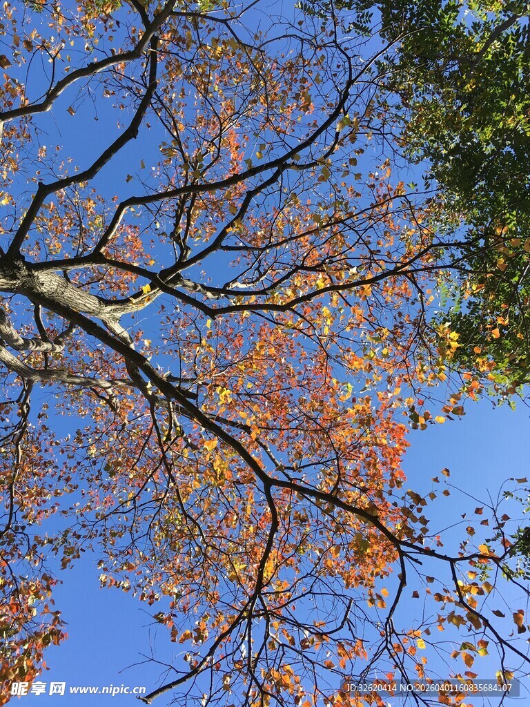 秋日仰拍斑斓树叶蓝天