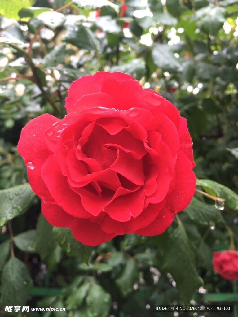 娇艳红玫瑰绽放