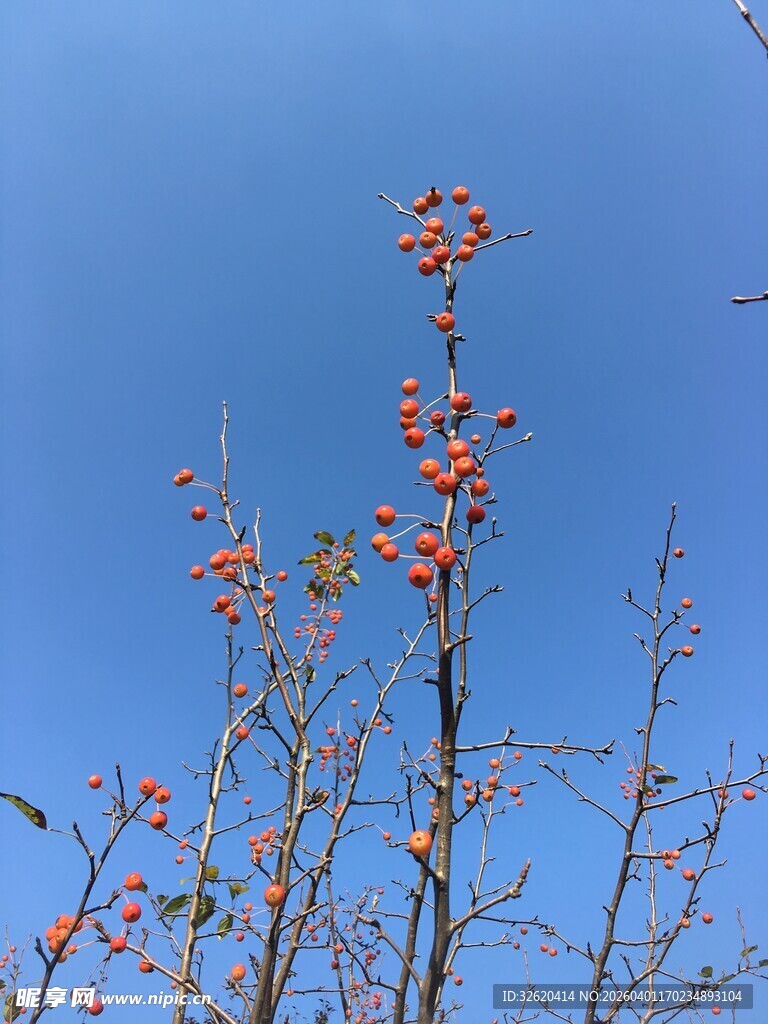 蓝天映衬下的繁花枝头