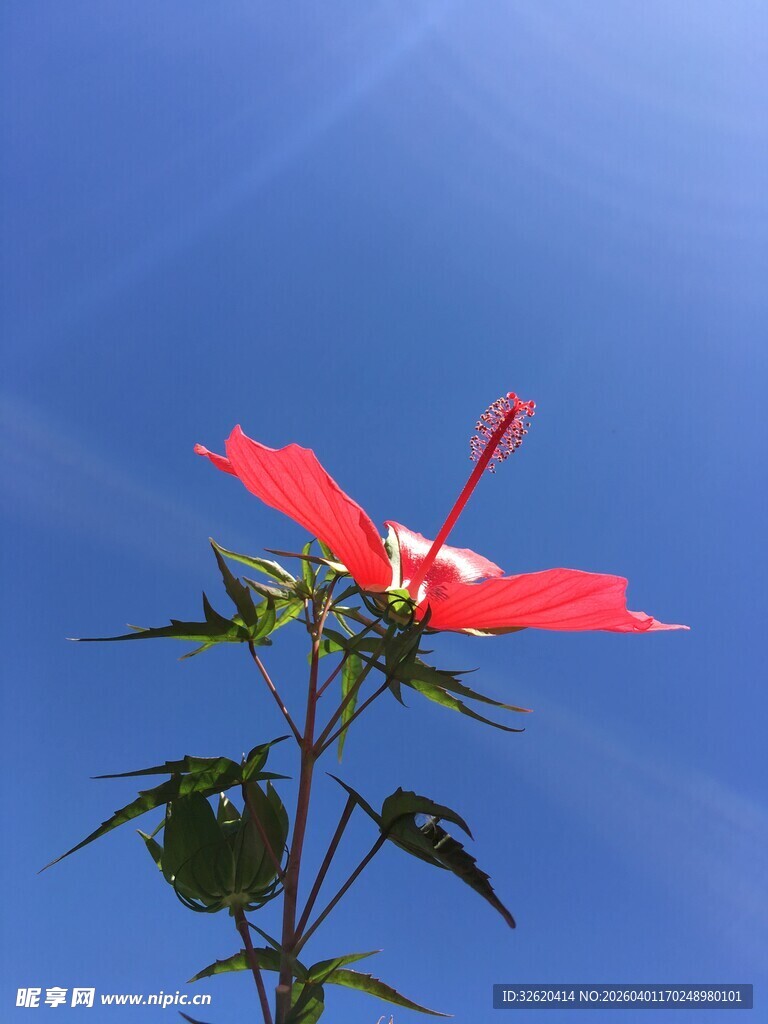 蓝天中绽放的艳丽红扶桑