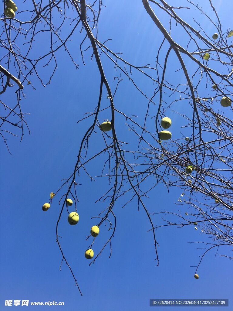 蓝天映衬下的垂挂果实
