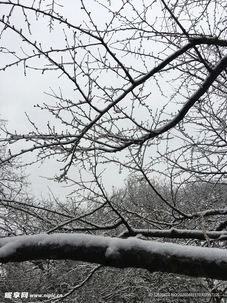 雪覆树枝的冬日萧瑟景象