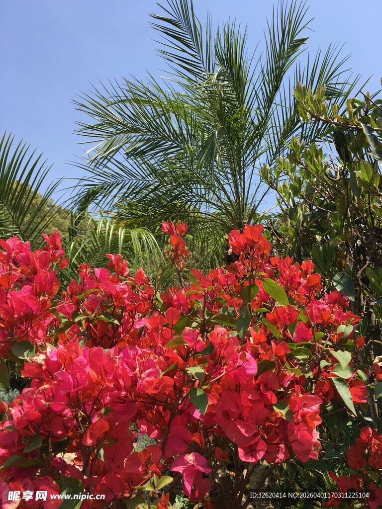 艳丽三角梅与棕榈树