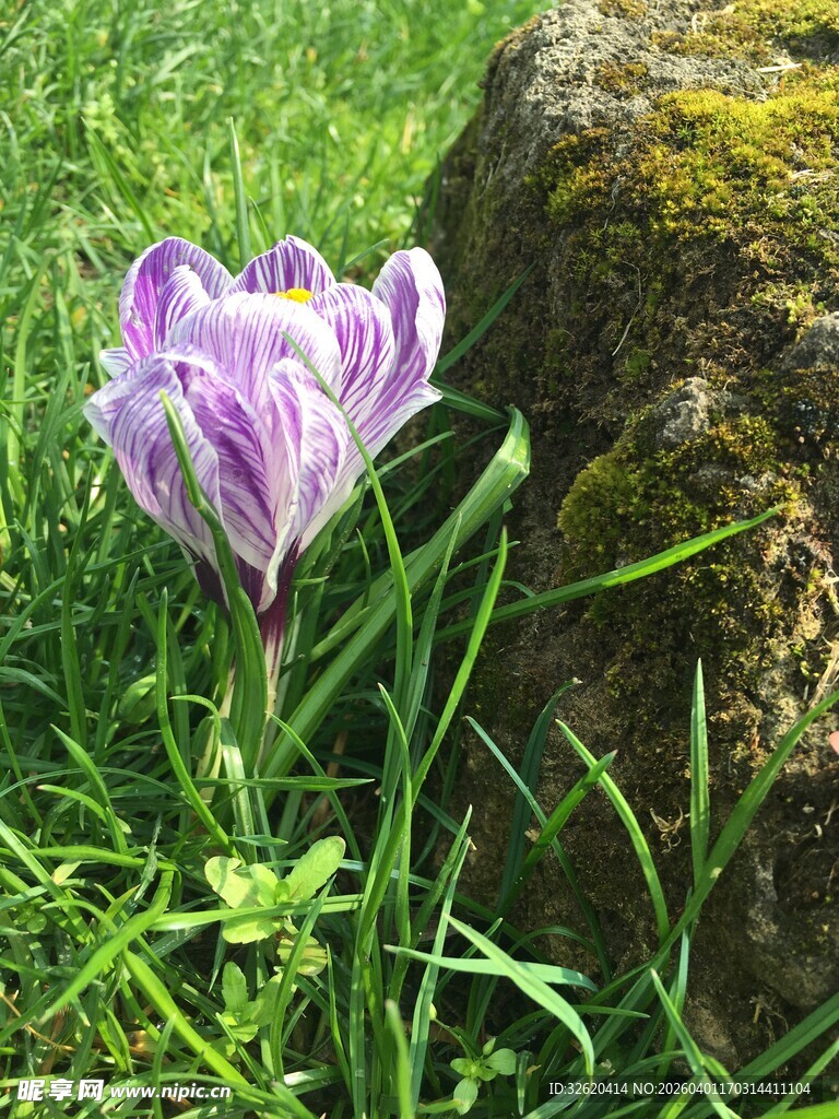 紫色番红花绽放于绿草间