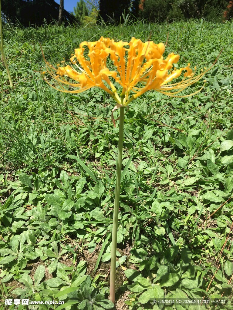 黄色花卉绽放于绿草丛中