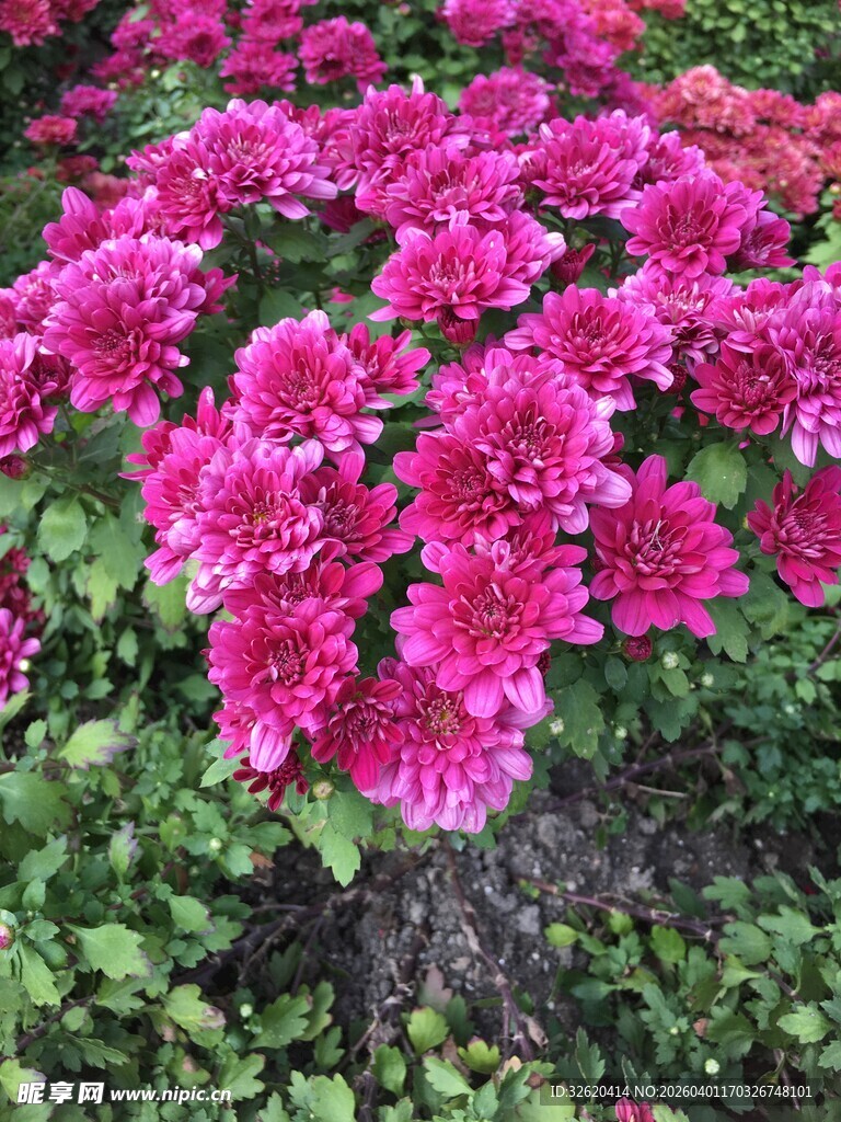 艳丽玫红花朵绽放