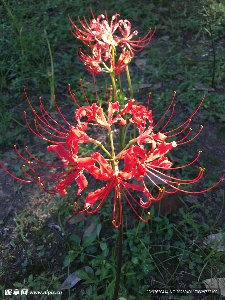 艳丽彼岸花绽放于绿野