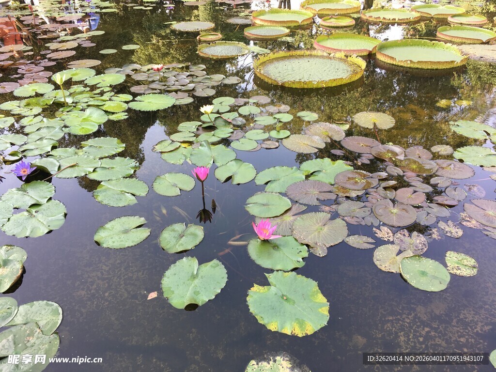 池塘中的睡莲与荷叶