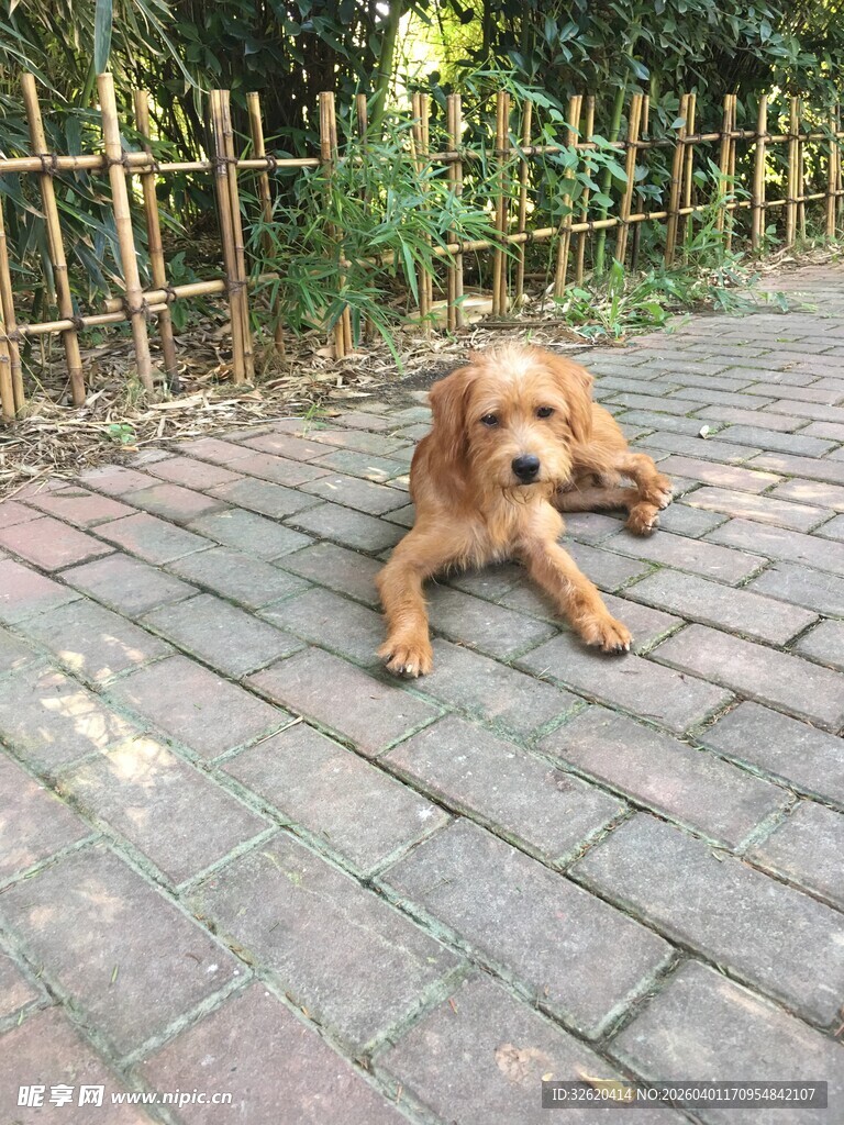 悠闲趴地的可爱金毛犬