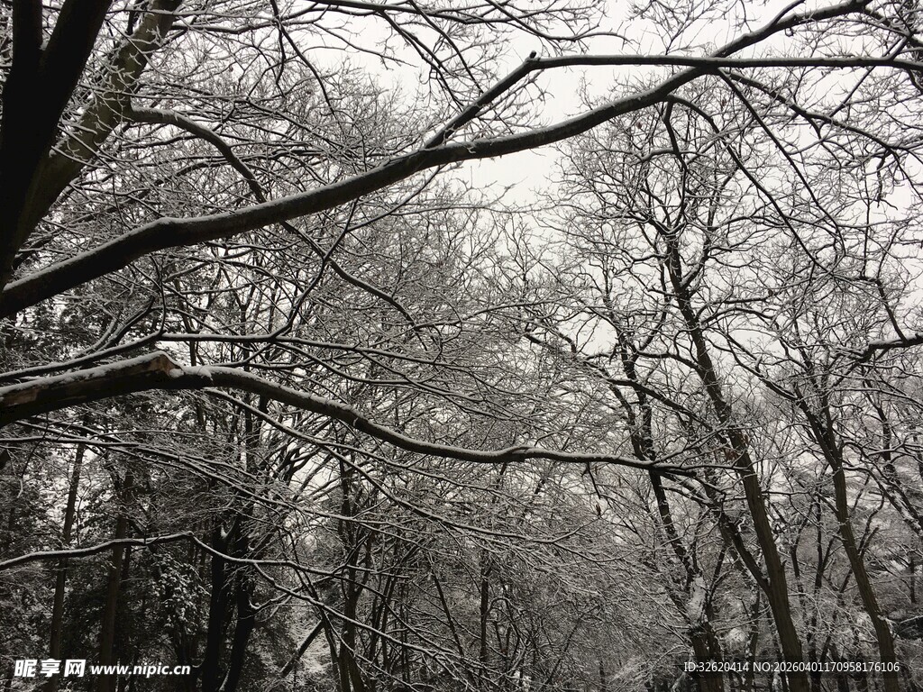 冬日枯树林景象
