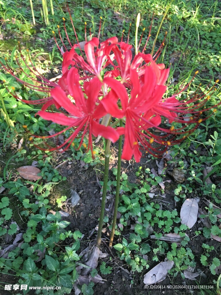 鲜艳红色花朵绽放草丛中