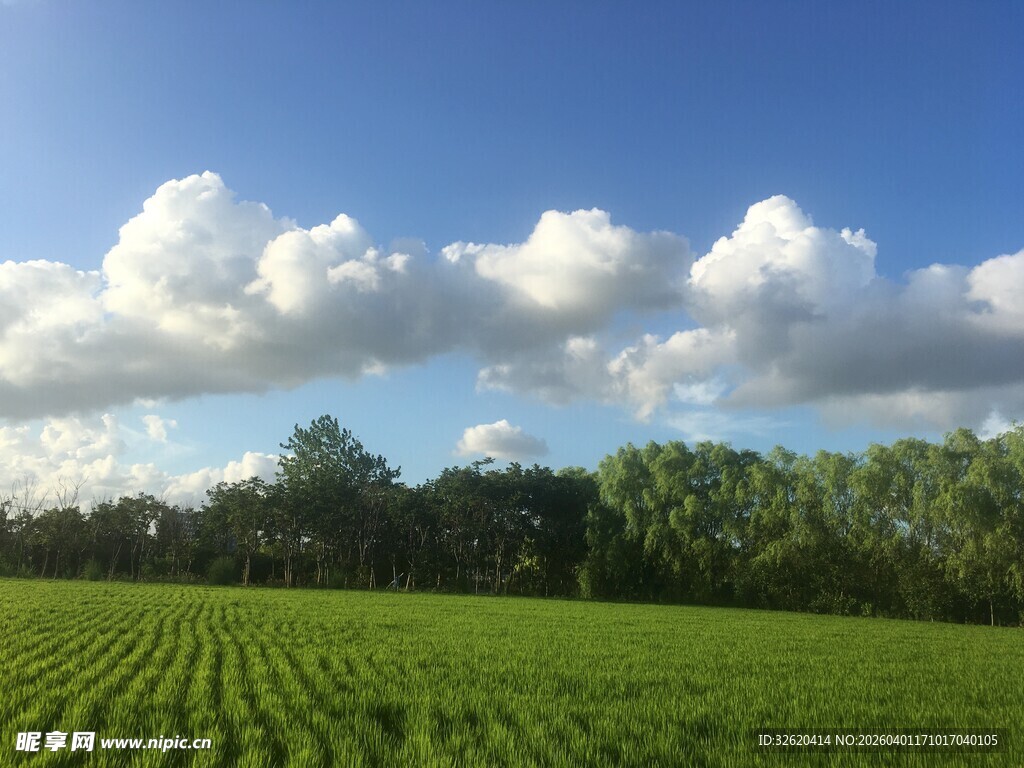 广袤绿田与蓝天白云