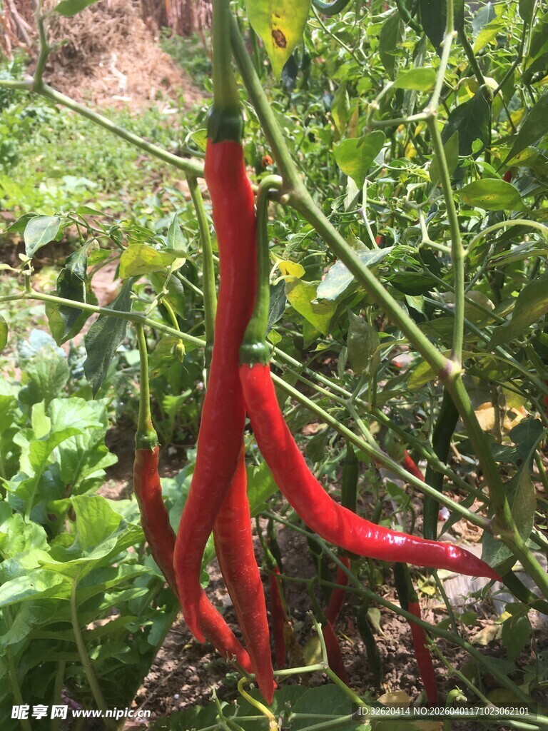 枝头红辣椒