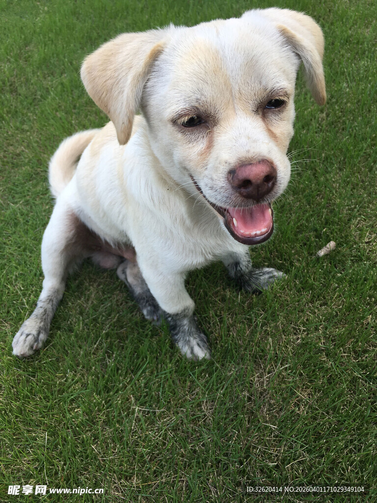 草地上的可爱小狗