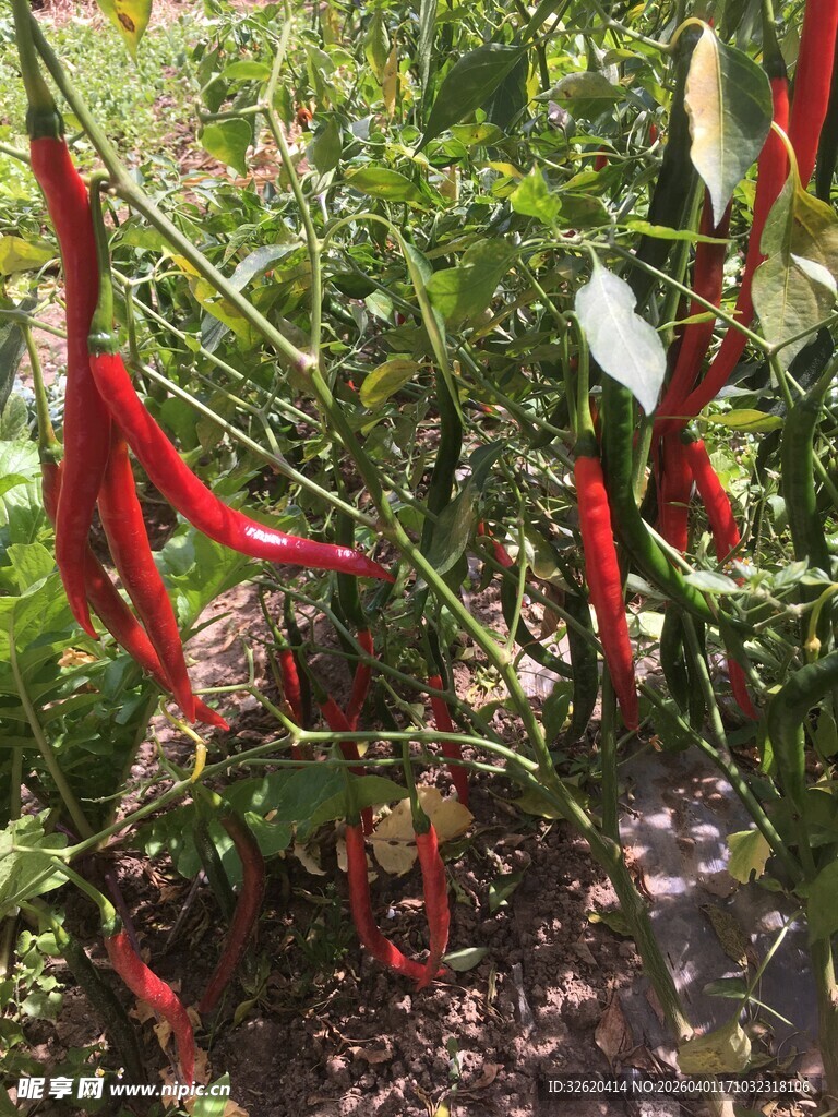 田间红辣椒生机勃勃