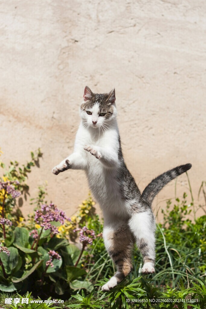 站立猫咪于花丛中