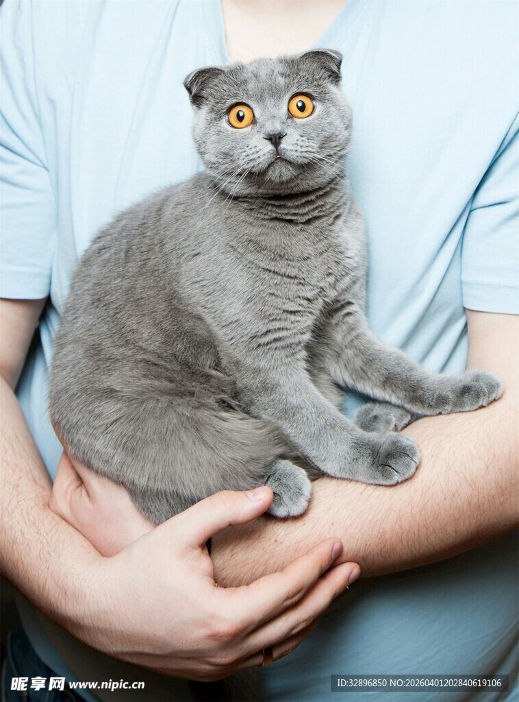 怀中灰猫睁大眼睛超萌
