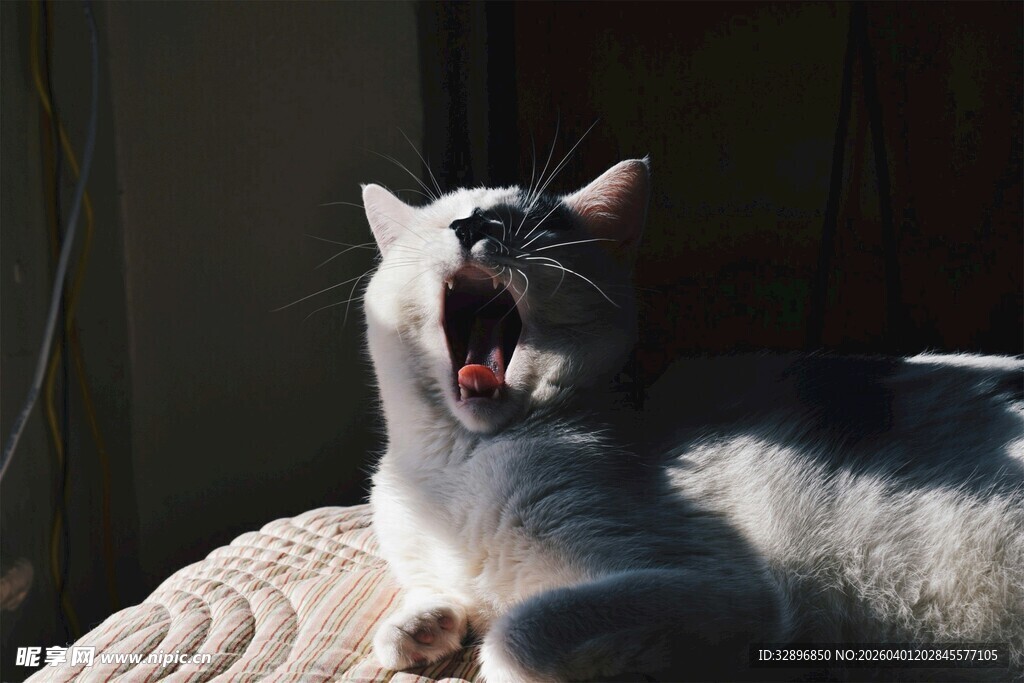 打哈欠的猫咪