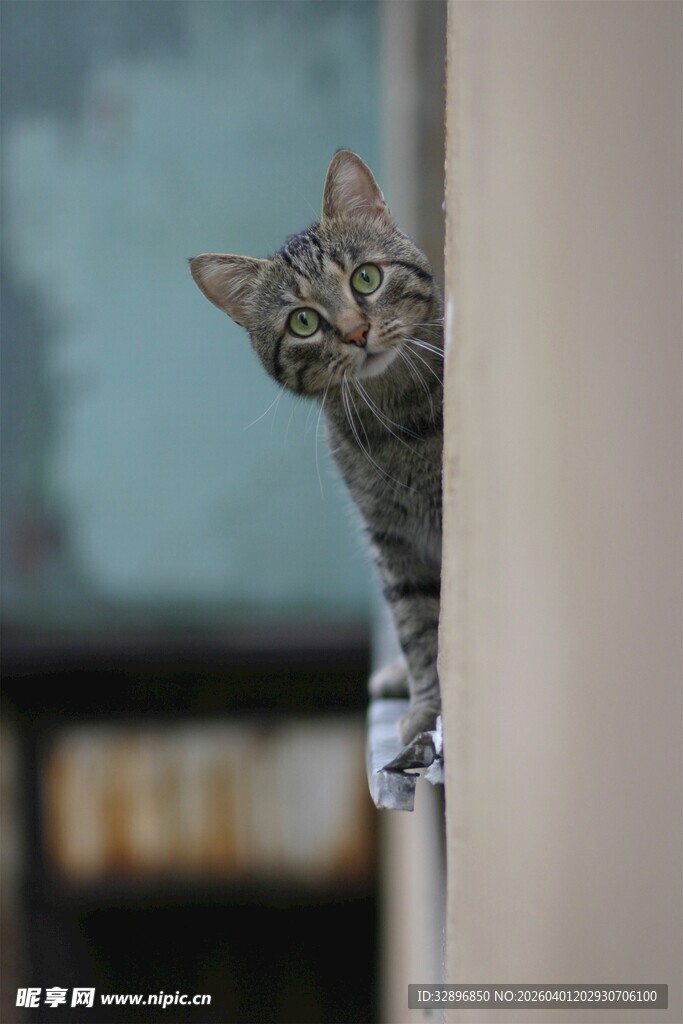 猫咪躲门后好奇张望