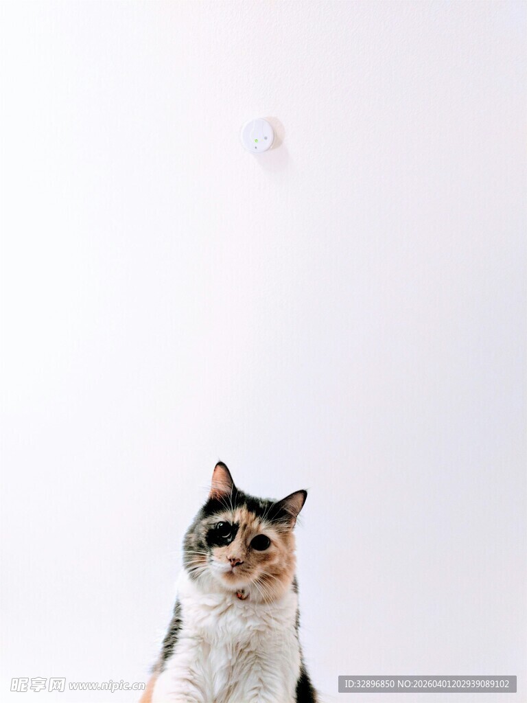 仰头猫咪