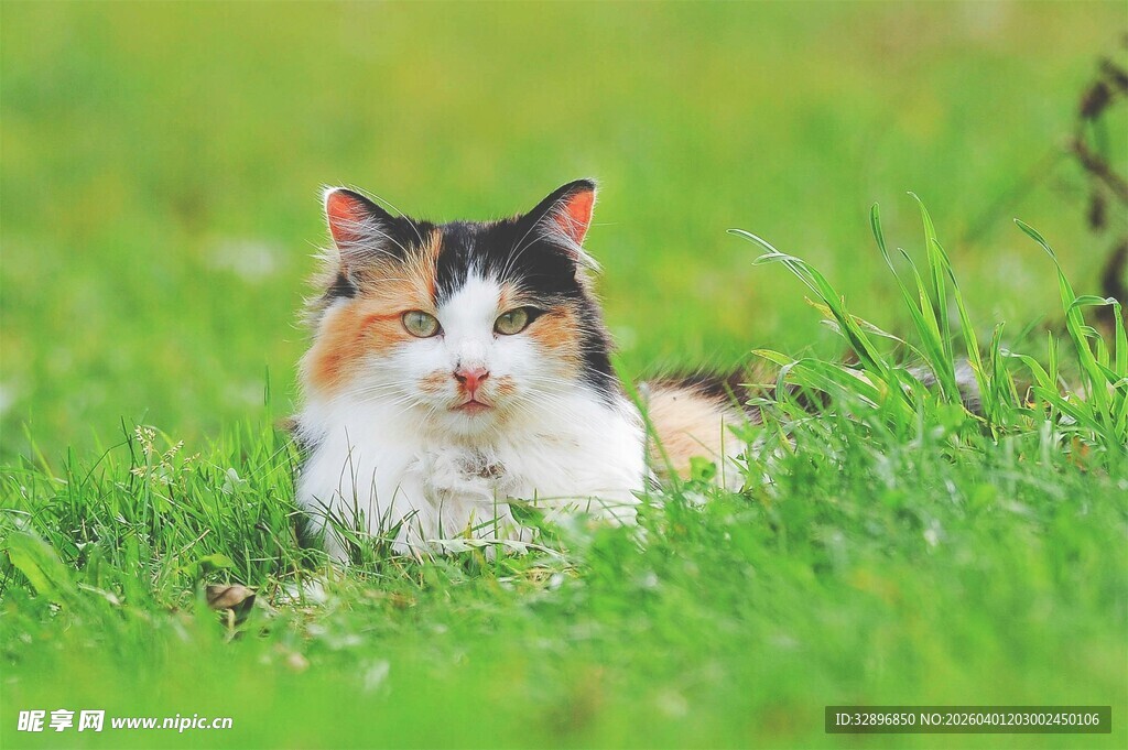 草地上的三色猫咪