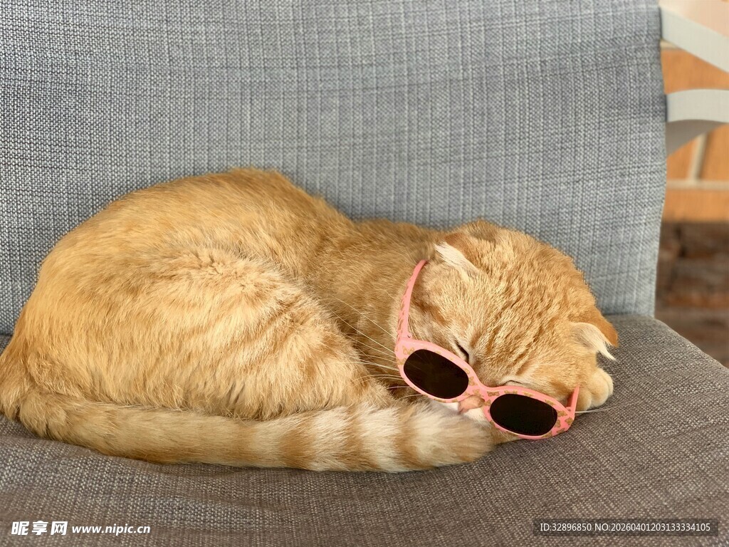 戴墨镜惬意猫咪