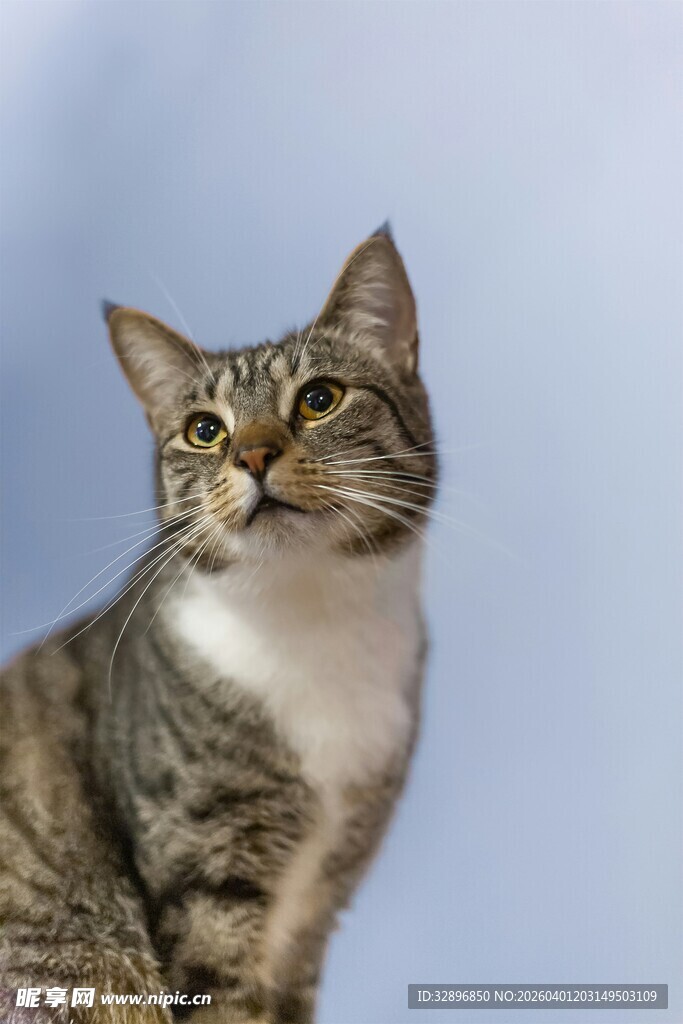 可爱斑纹猫抬头凝望