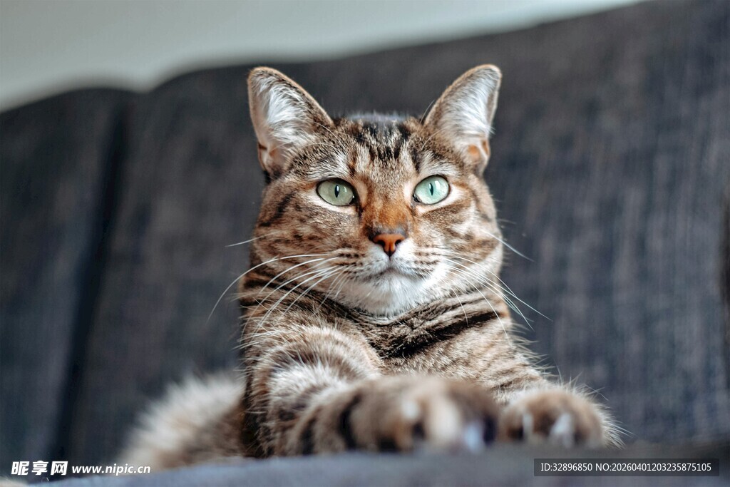可爱斑纹猫惬意趴坐
