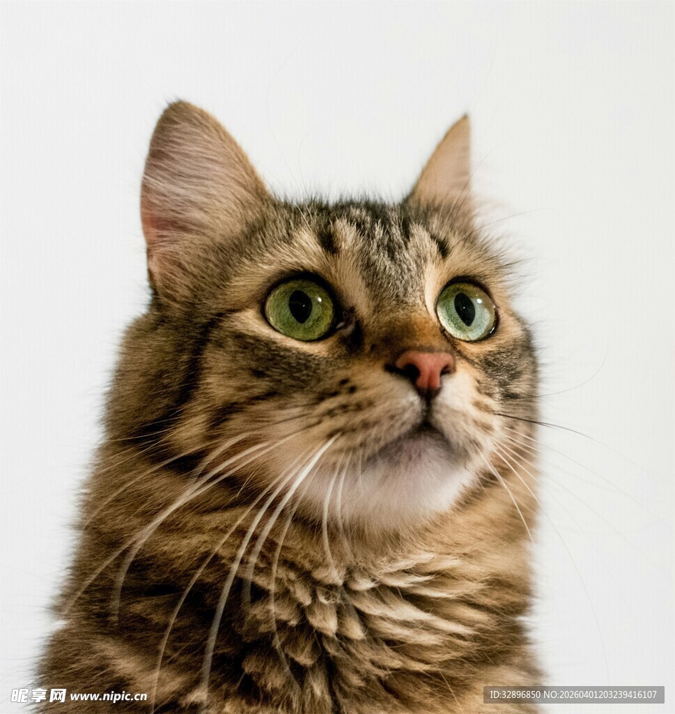 可爱长毛猫抬头凝望