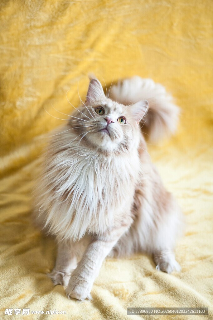 长毛猫咪优雅端坐