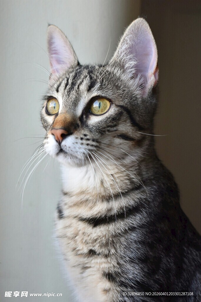 可爱斑纹猫抬头凝望