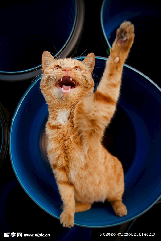橘猫欢乐坐碗中伸爪子