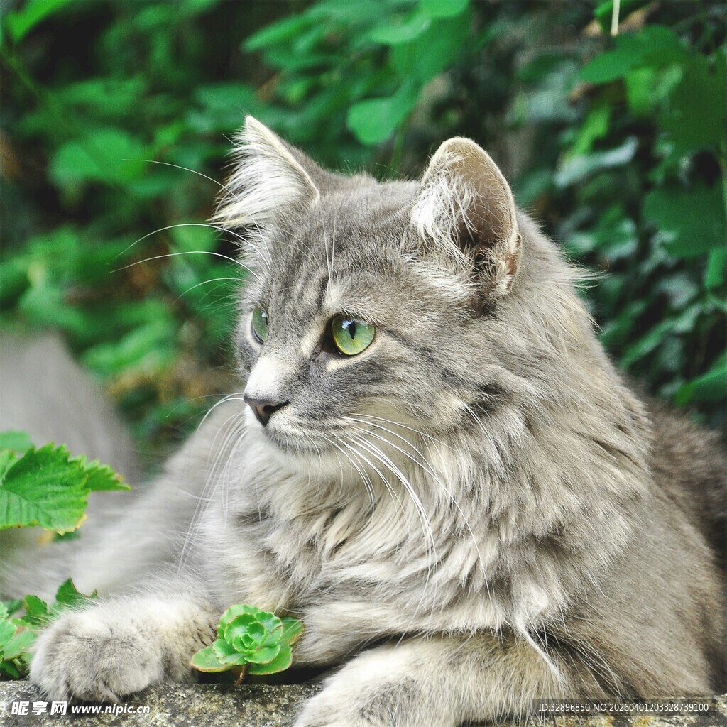 长毛灰猫侧卧绿植旁